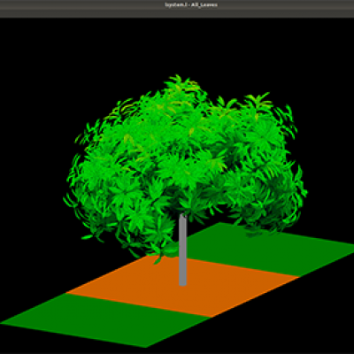 Digital image of mango tree by Dr Liqi Han